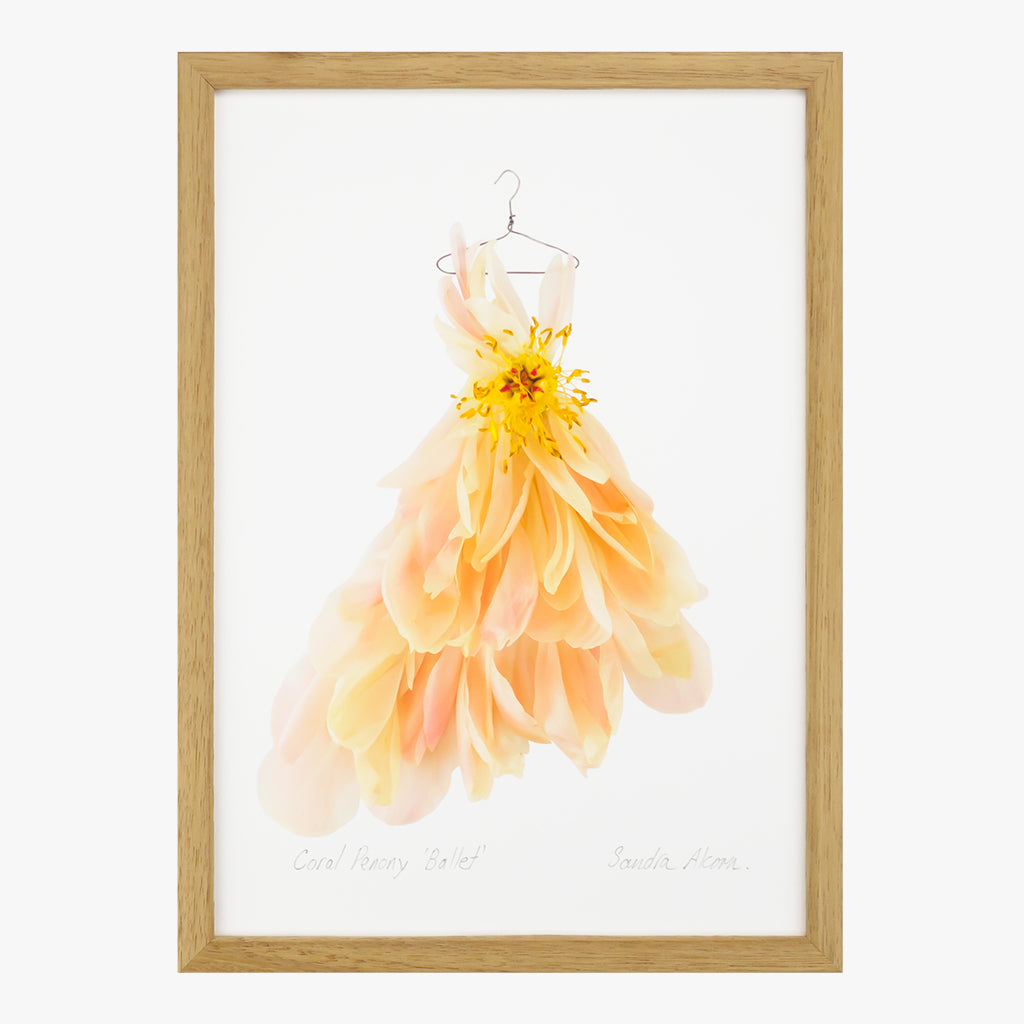 coral peony ballet dress art print by petal & pins